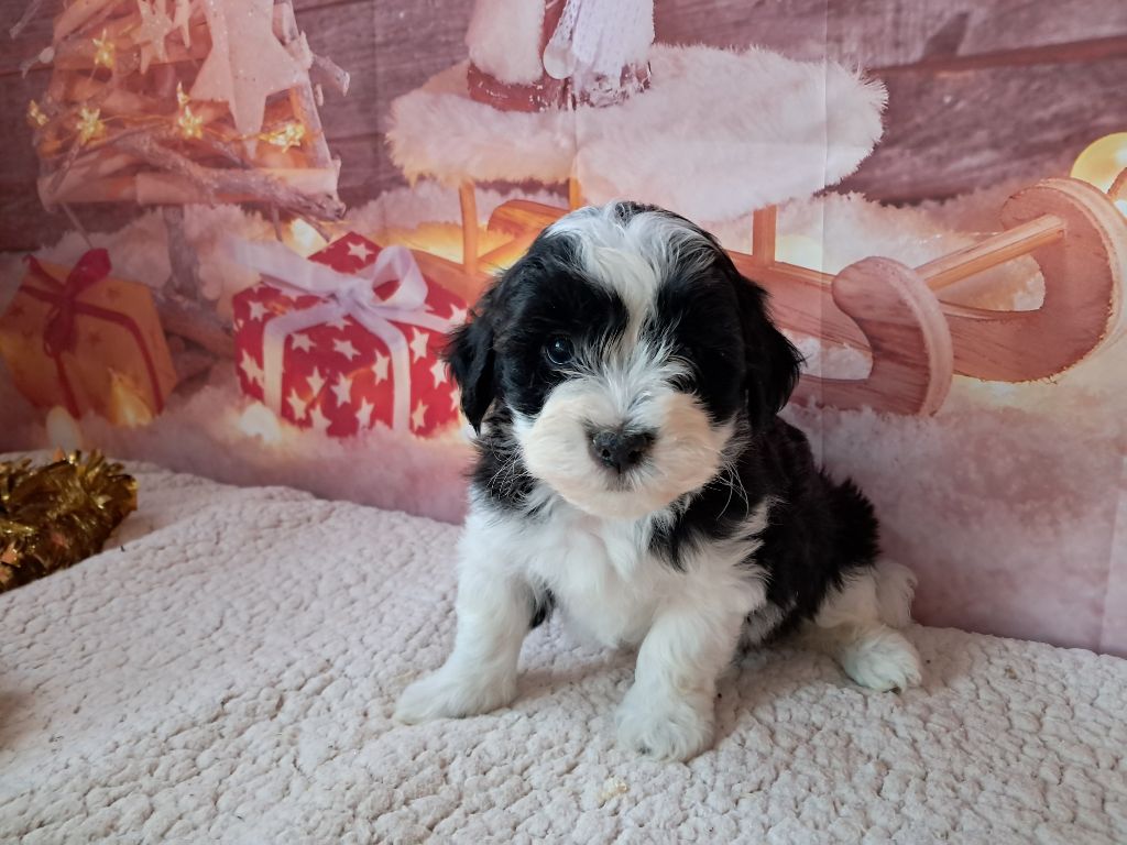 Des Trois G - Chiot disponible  - Bichon Havanais