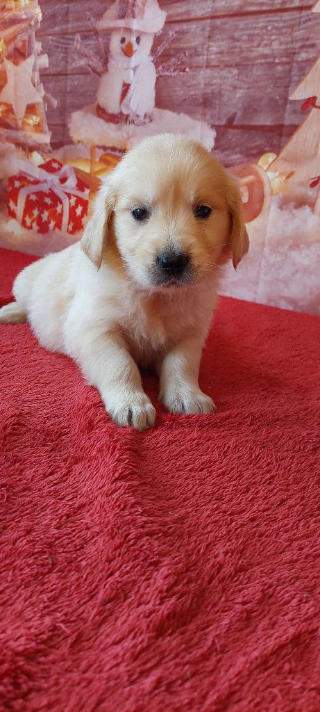 Des Trois G - Chiot disponible  - Golden Retriever