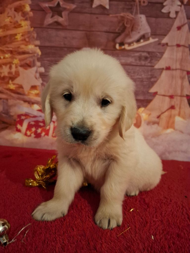 Des Trois G - Chiot disponible  - Golden Retriever