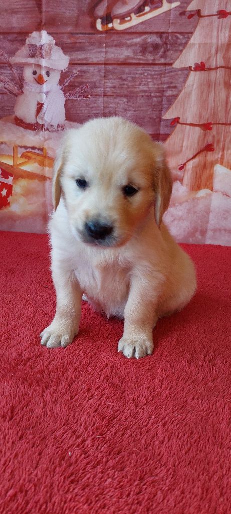 Des Trois G - Chiot disponible  - Golden Retriever