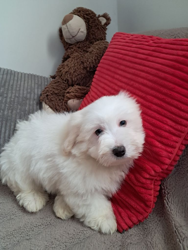 Des Trois G - Chiot disponible  - Coton de Tulear