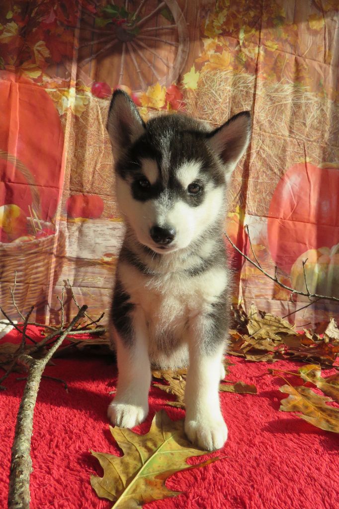 Des Trois G - Chiot disponible  - Siberian Husky