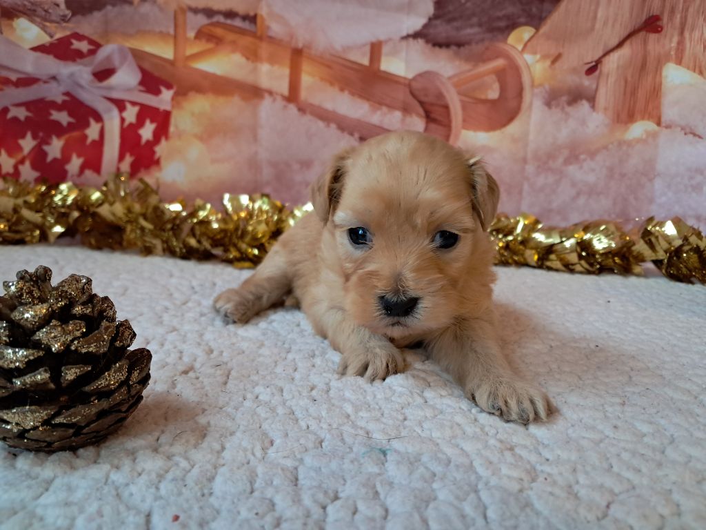 Des Trois G - Chiot disponible  - Bichon Havanais