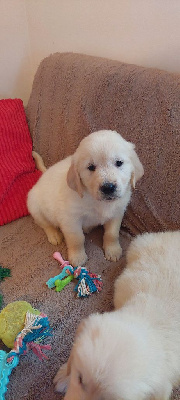 Des Trois G - Golden Retriever - Portée née le 10/11/2024