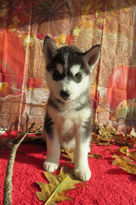 Des Trois G - Siberian Husky - Portée née le 19/09/2024