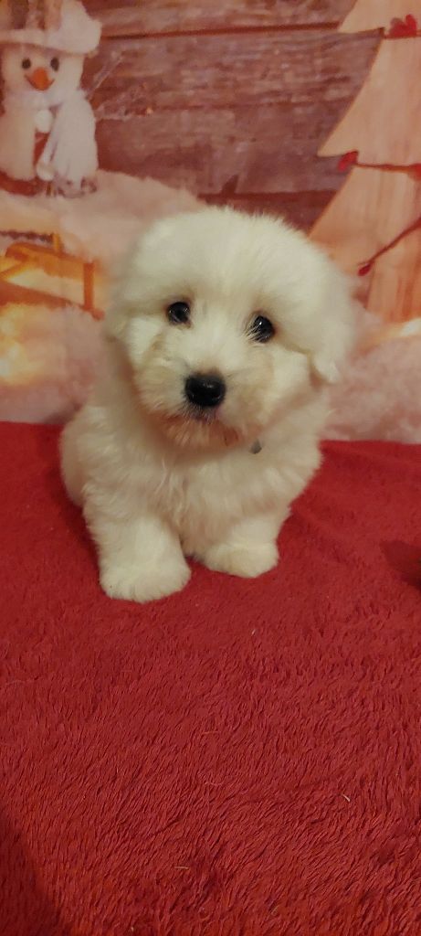 Des Trois G - Chiot disponible  - Coton de Tulear