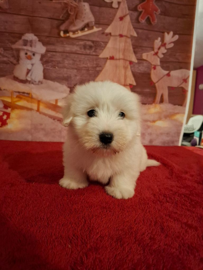 Des Trois G - Chiot disponible  - Coton de Tulear