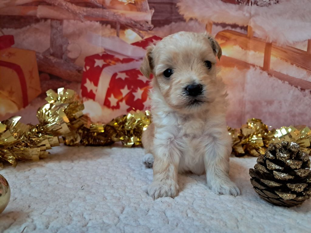 Des Trois G - Chiot disponible  - Bichon Havanais