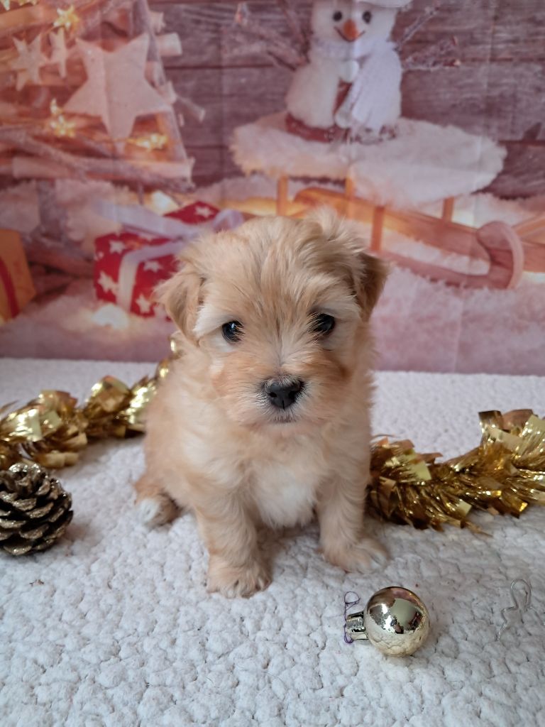 Des Trois G - Chiot disponible  - Bichon Havanais