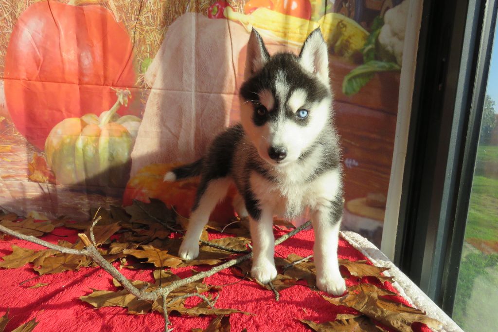 Des Trois G - Chiot disponible  - Siberian Husky