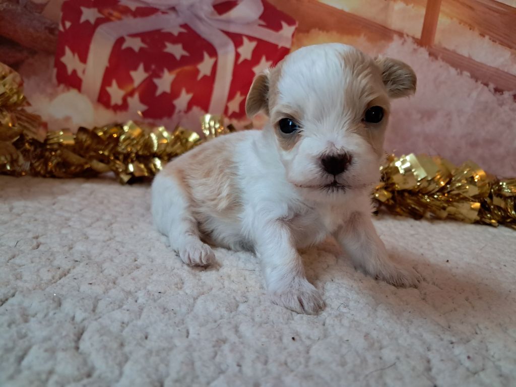 Des Trois G - Chiot disponible  - Bichon Havanais