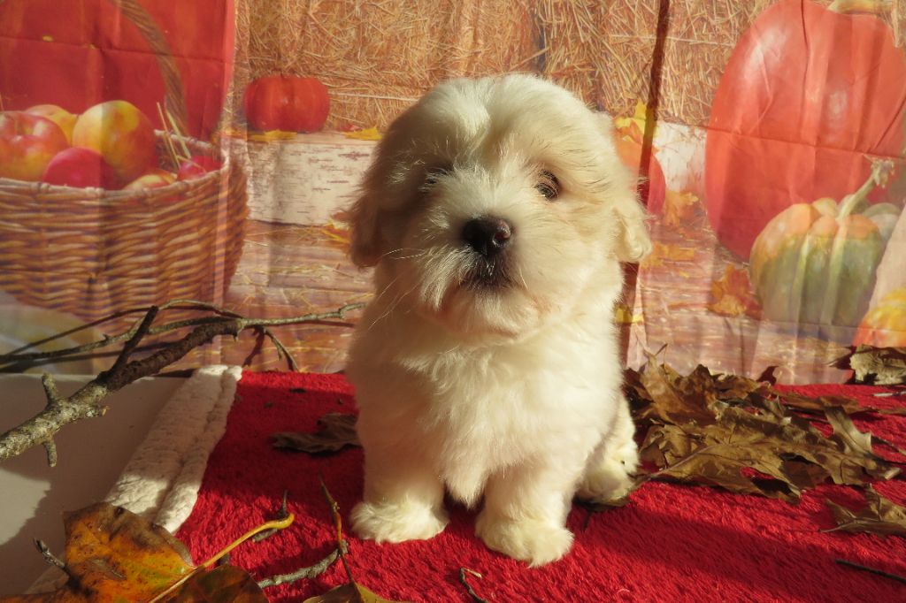 Des Trois G - Chiot disponible  - Coton de Tulear