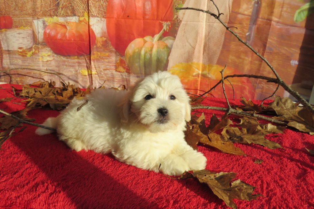 Des Trois G - Chiot disponible  - Coton de Tulear