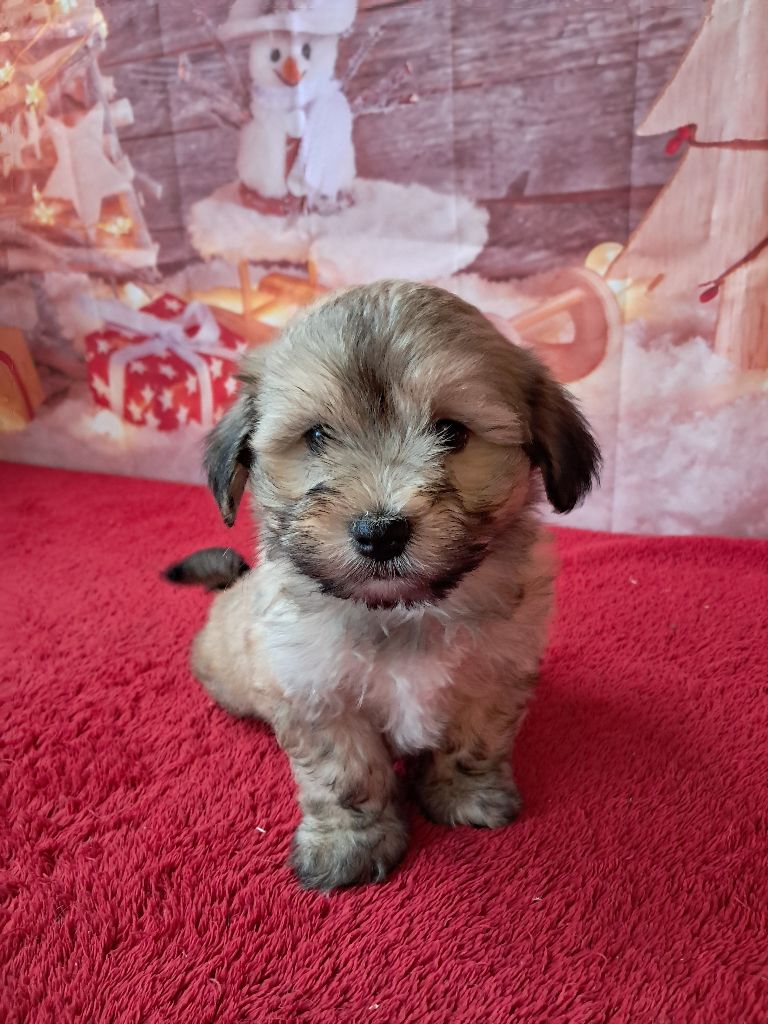 Des Trois G - Chiot disponible  - Bichon Havanais