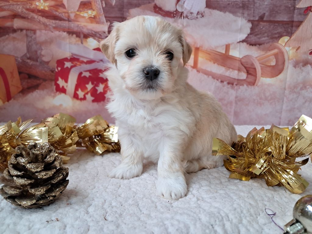 Des Trois G - Chiot disponible  - Bichon Havanais