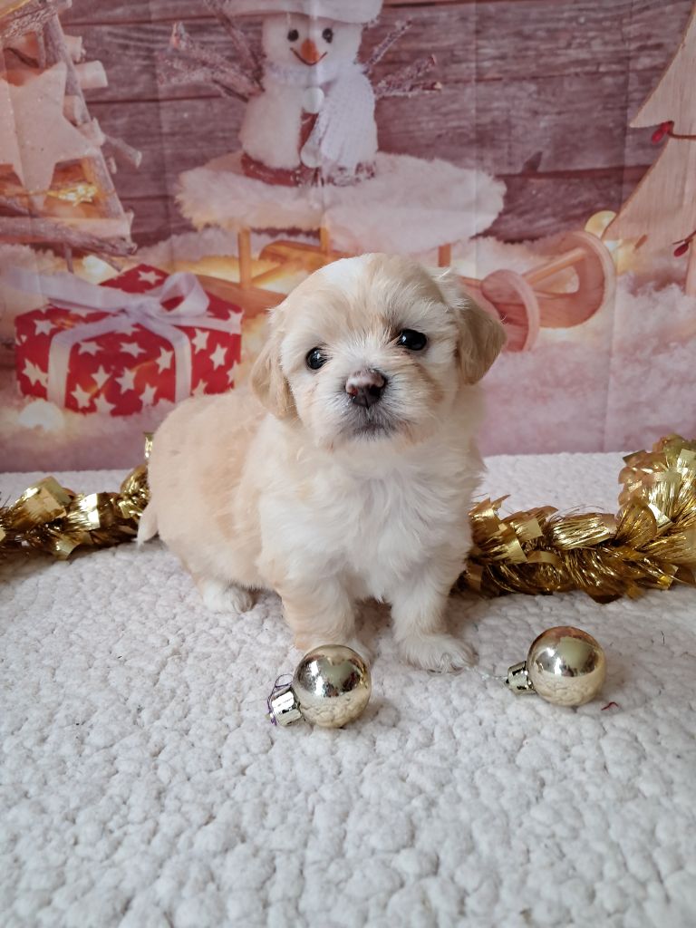 Des Trois G - Chiot disponible  - Bichon Havanais