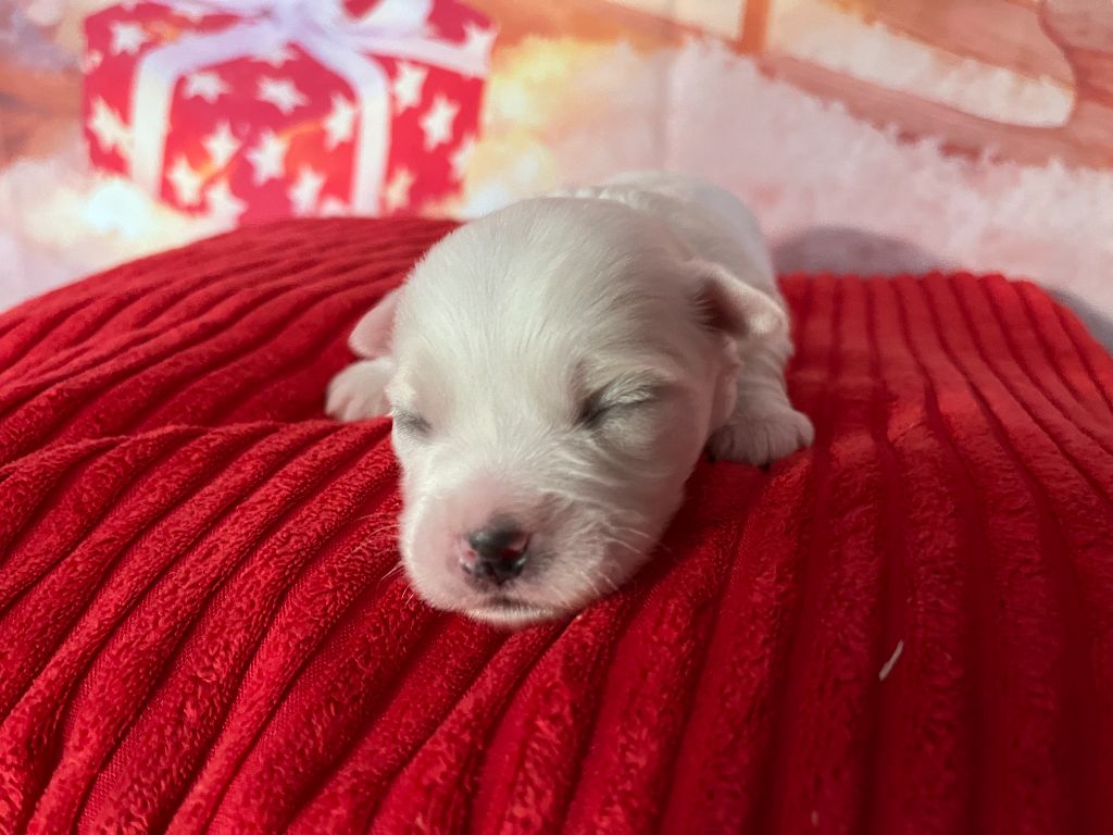 Des Trois G - Chiots disponibles - Coton de Tulear