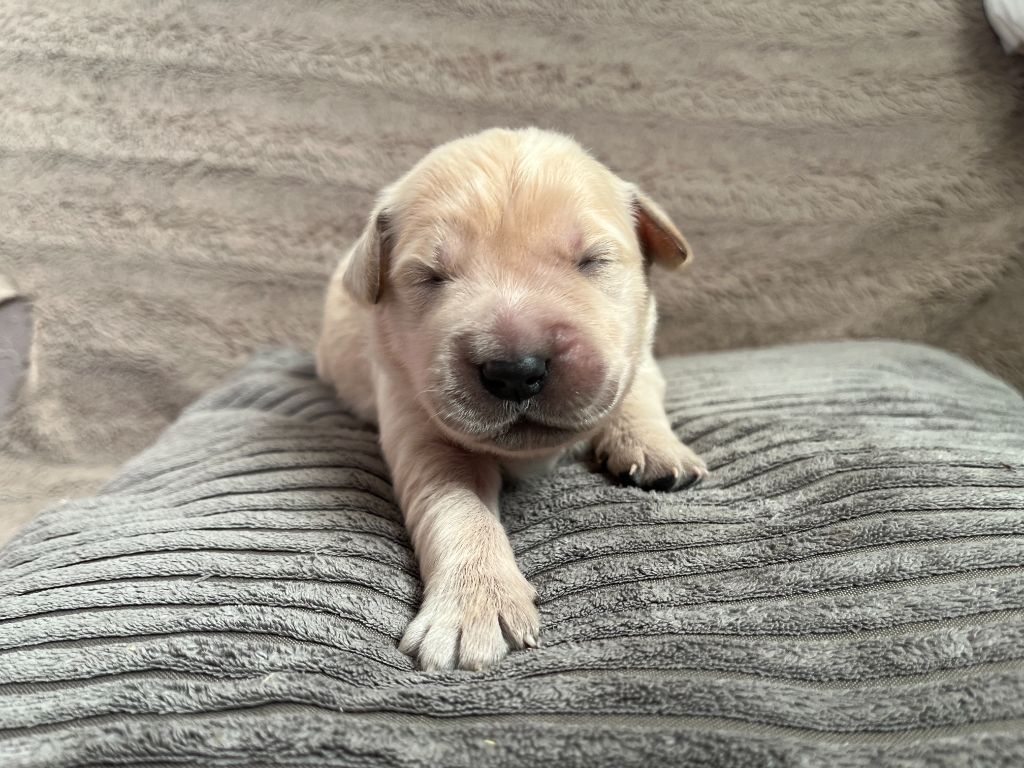 Des Trois G - Chiots disponibles - Golden Retriever