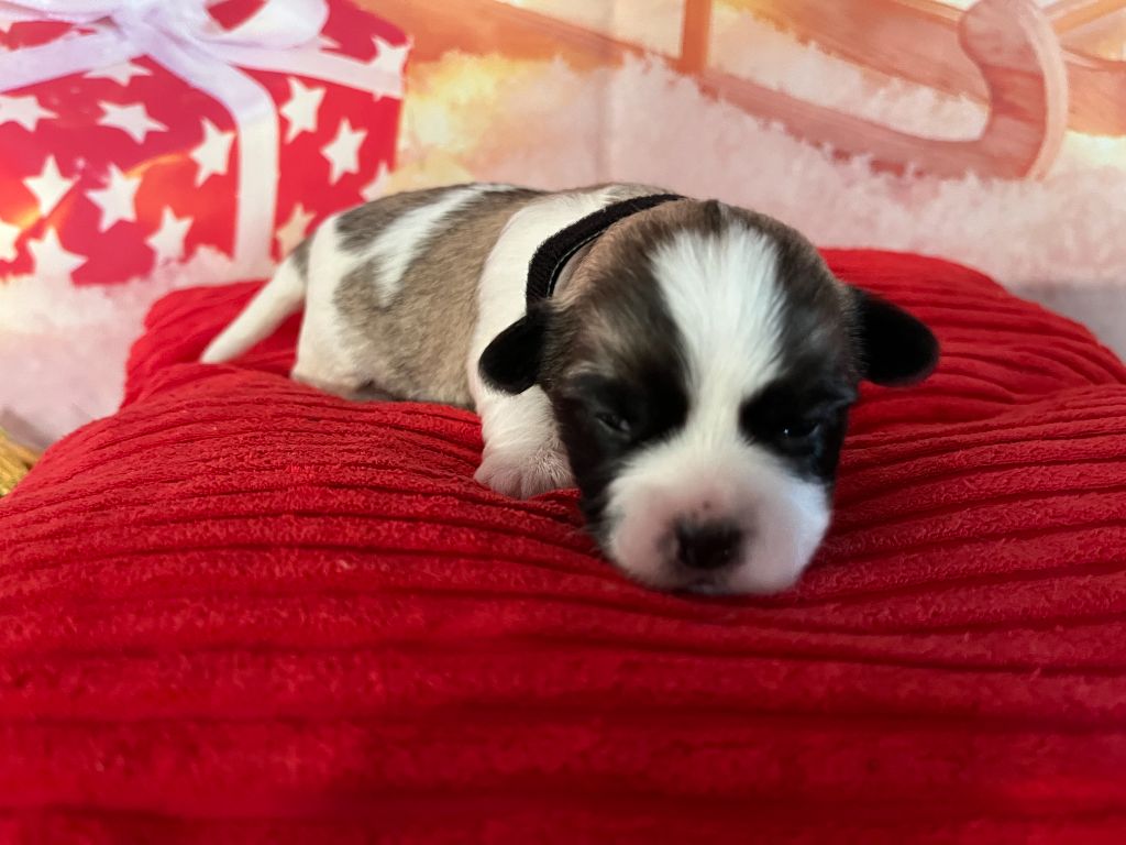 Des Trois G - Chiots disponibles - Coton de Tulear