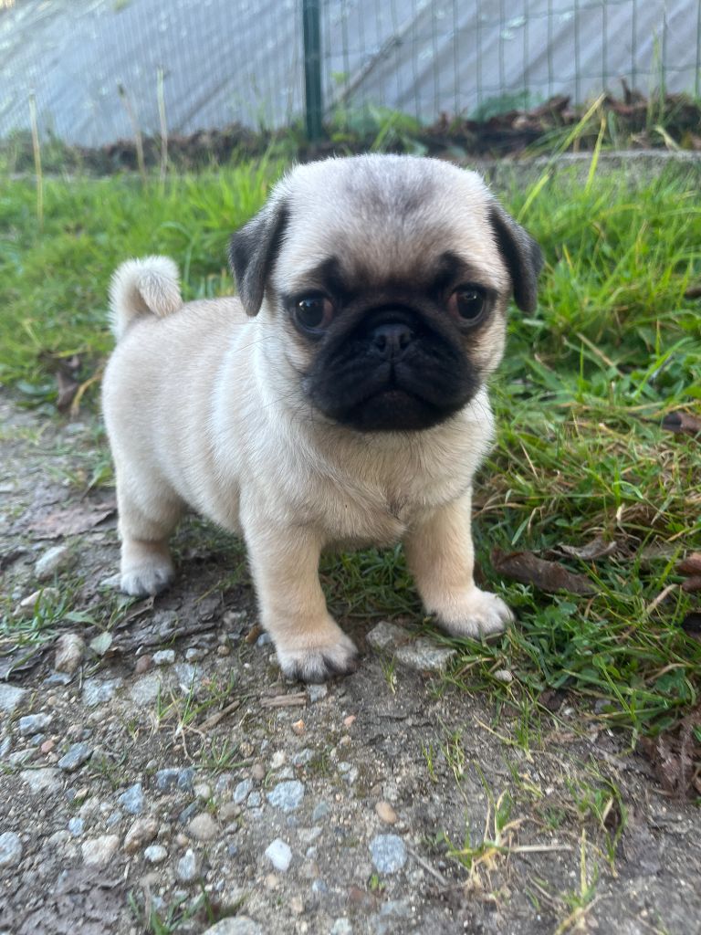 Des Trois G - Chiots disponibles - Carlin