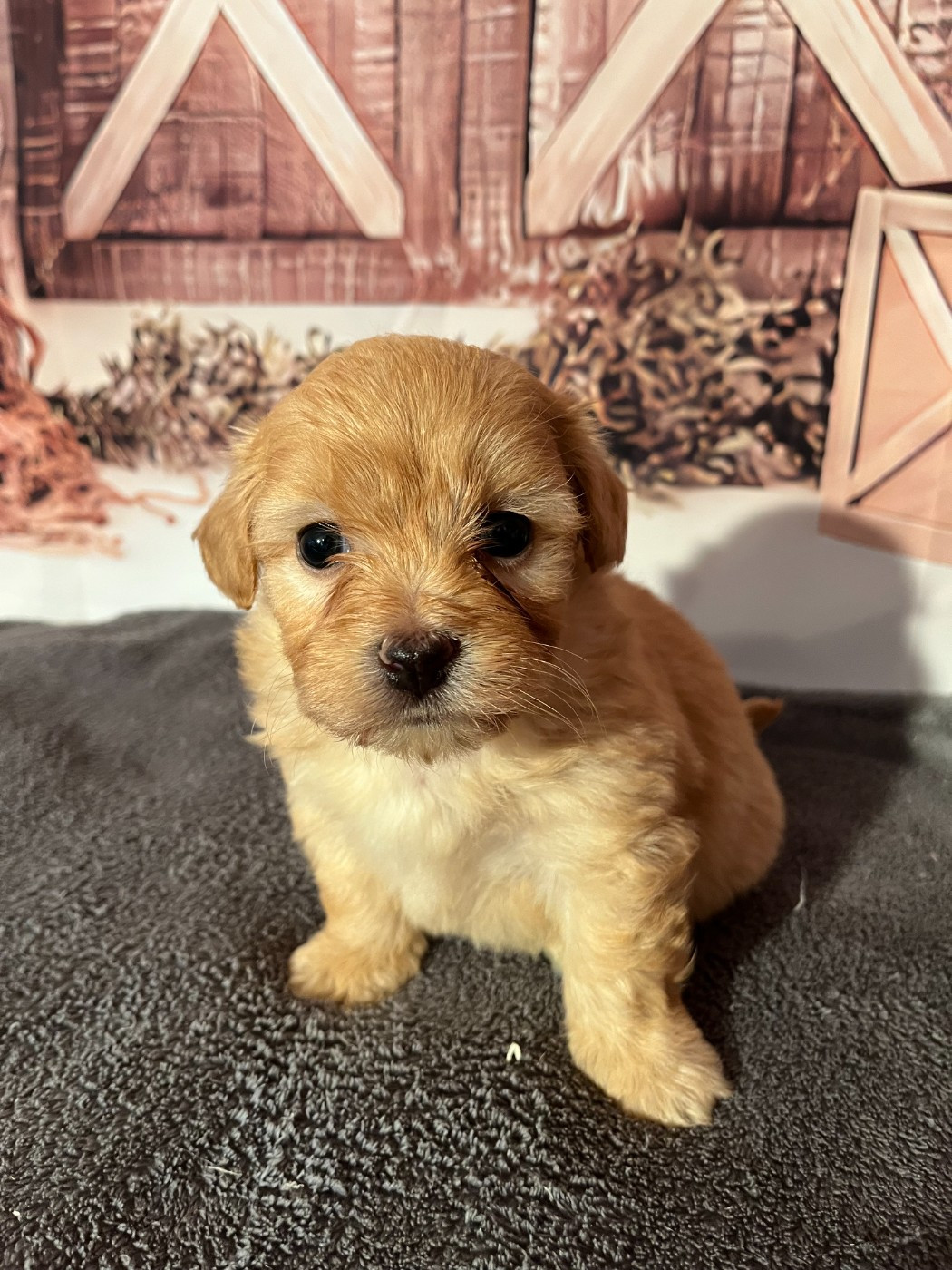 Des Trois G - Chiots disponibles - Bichon Havanais