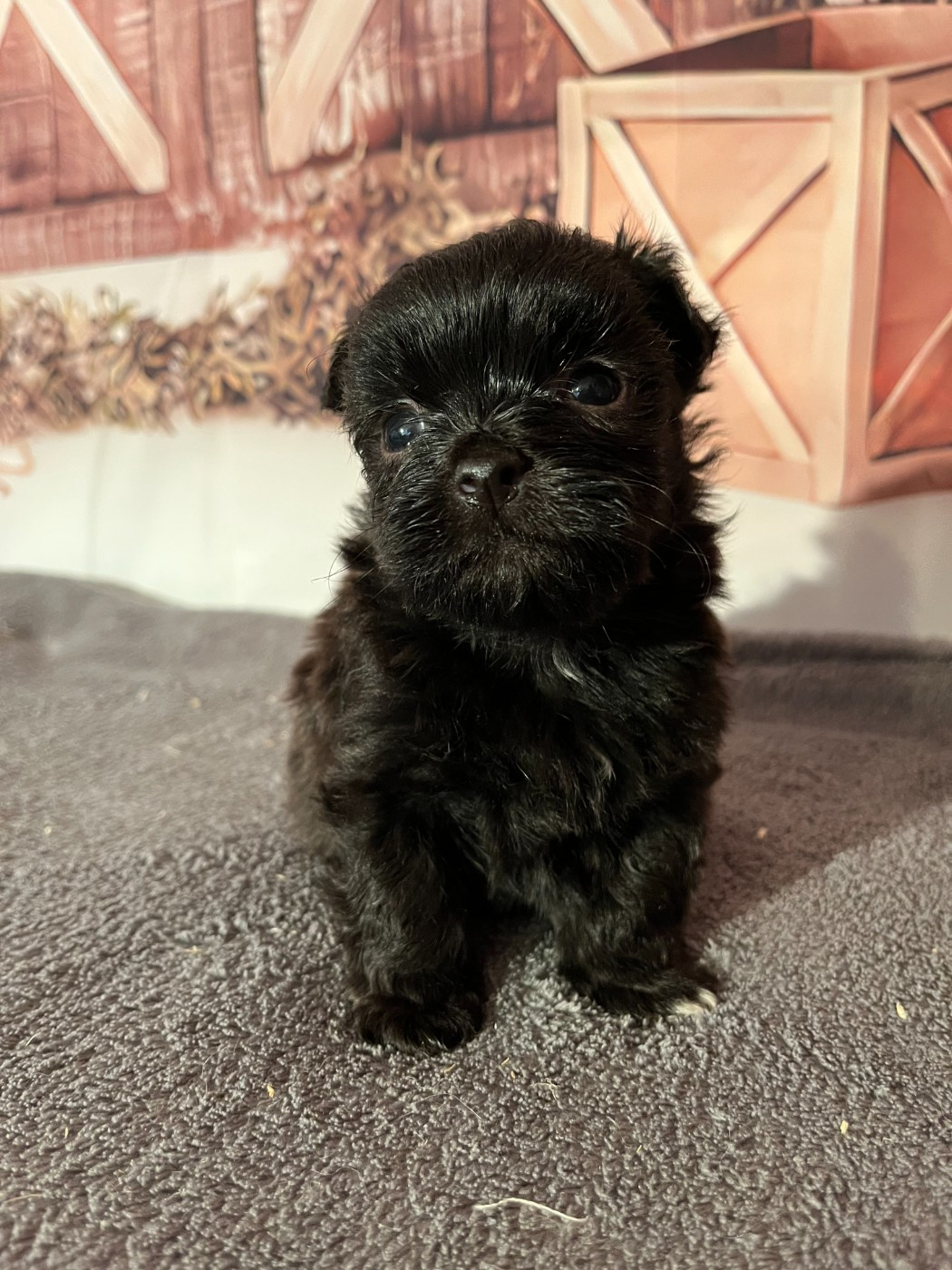 Des Trois G - Chiots disponibles - Bichon Havanais