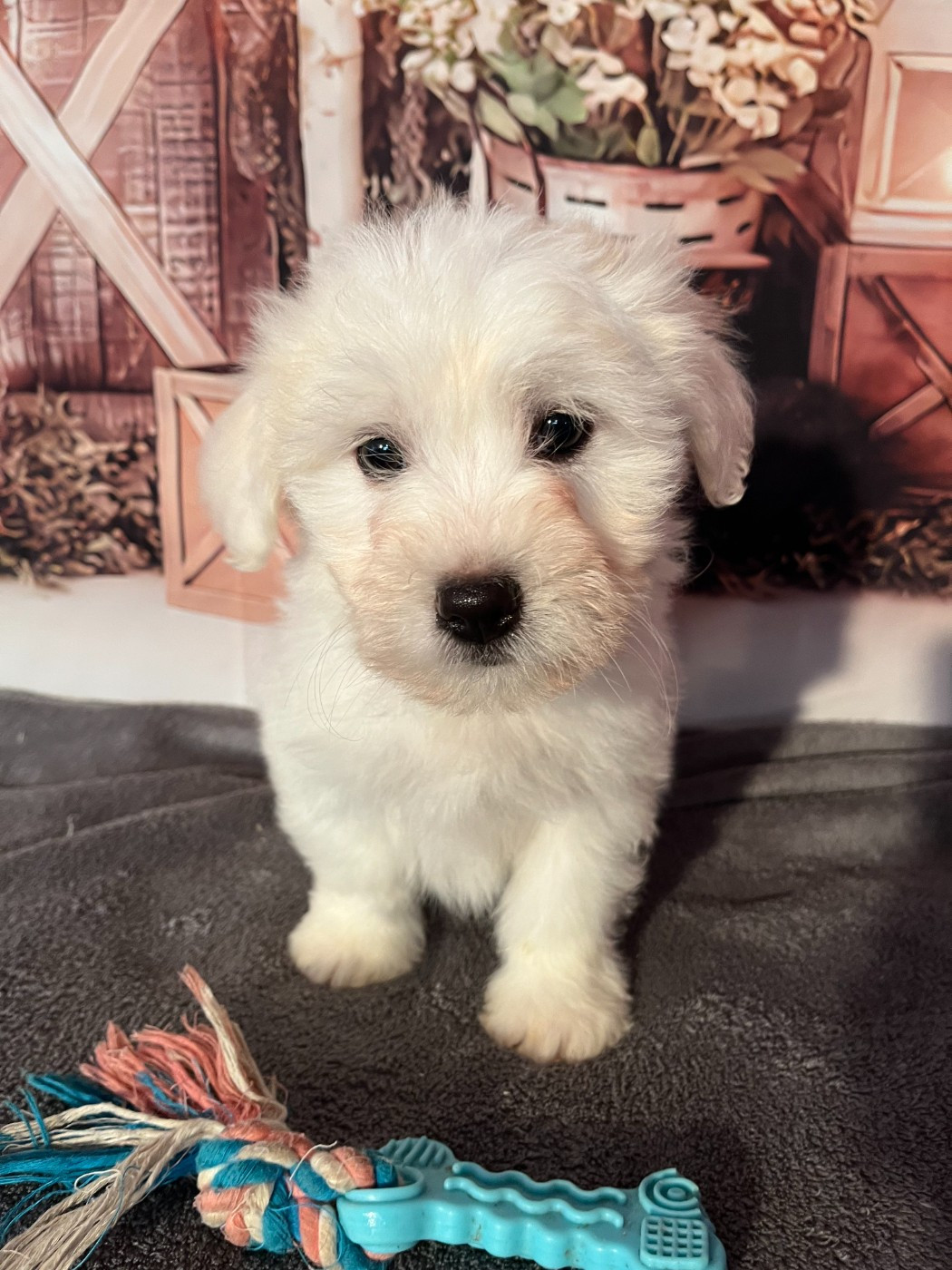 Des Trois G - Chiots disponibles - Coton de Tulear