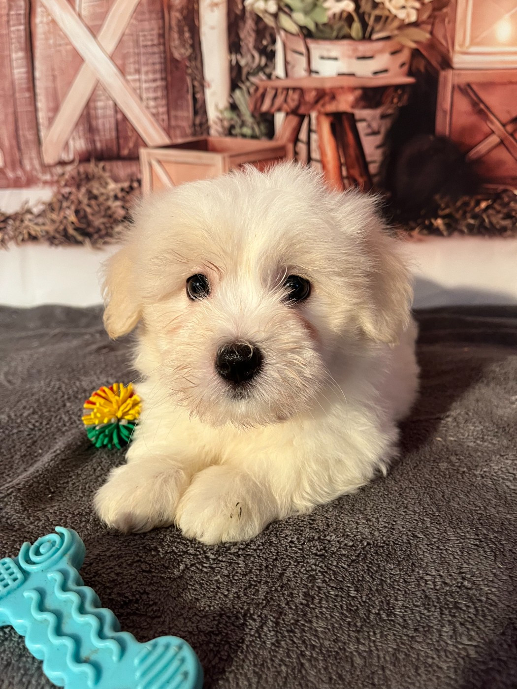 Des Trois G - Chiots disponibles - Coton de Tulear