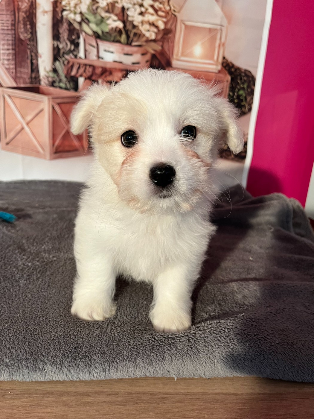 Des Trois G - Chiots disponibles - Coton de Tulear