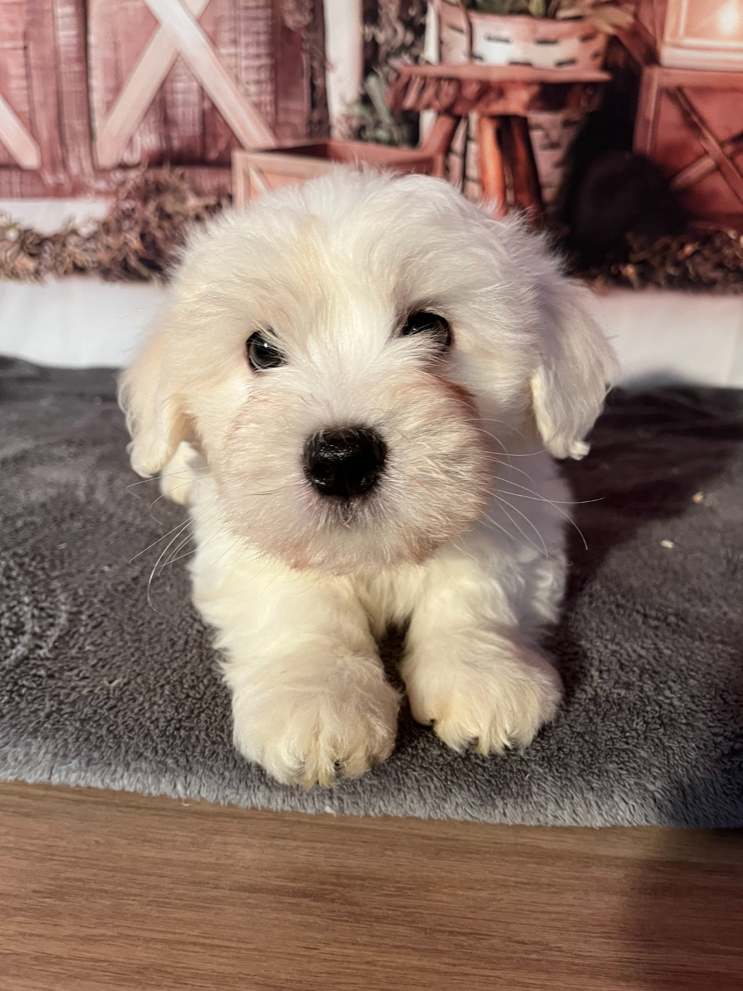 Des Trois G - Chiots disponibles - Coton de Tulear