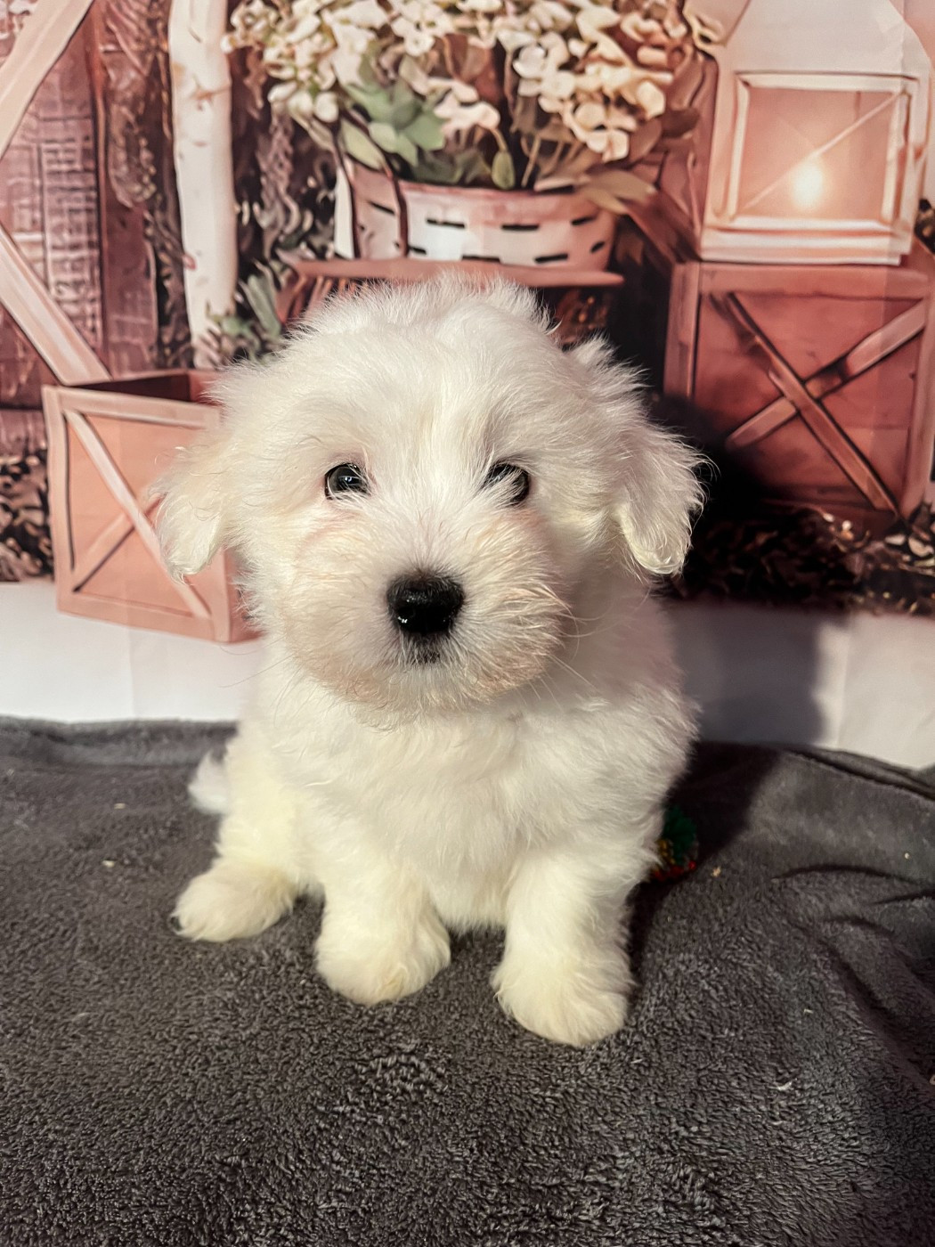 Des Trois G - Chiots disponibles - Coton de Tulear