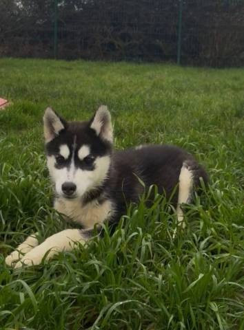 Des Trois G - Chiots disponibles - Siberian Husky