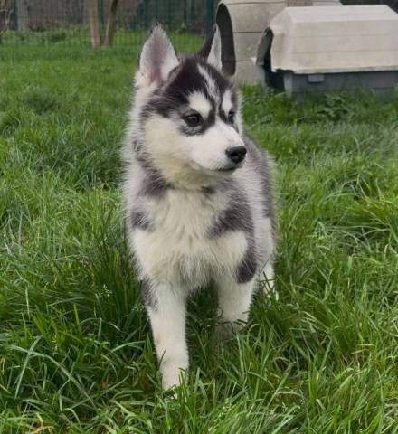 Chiot Siberian Husky Des Trois G