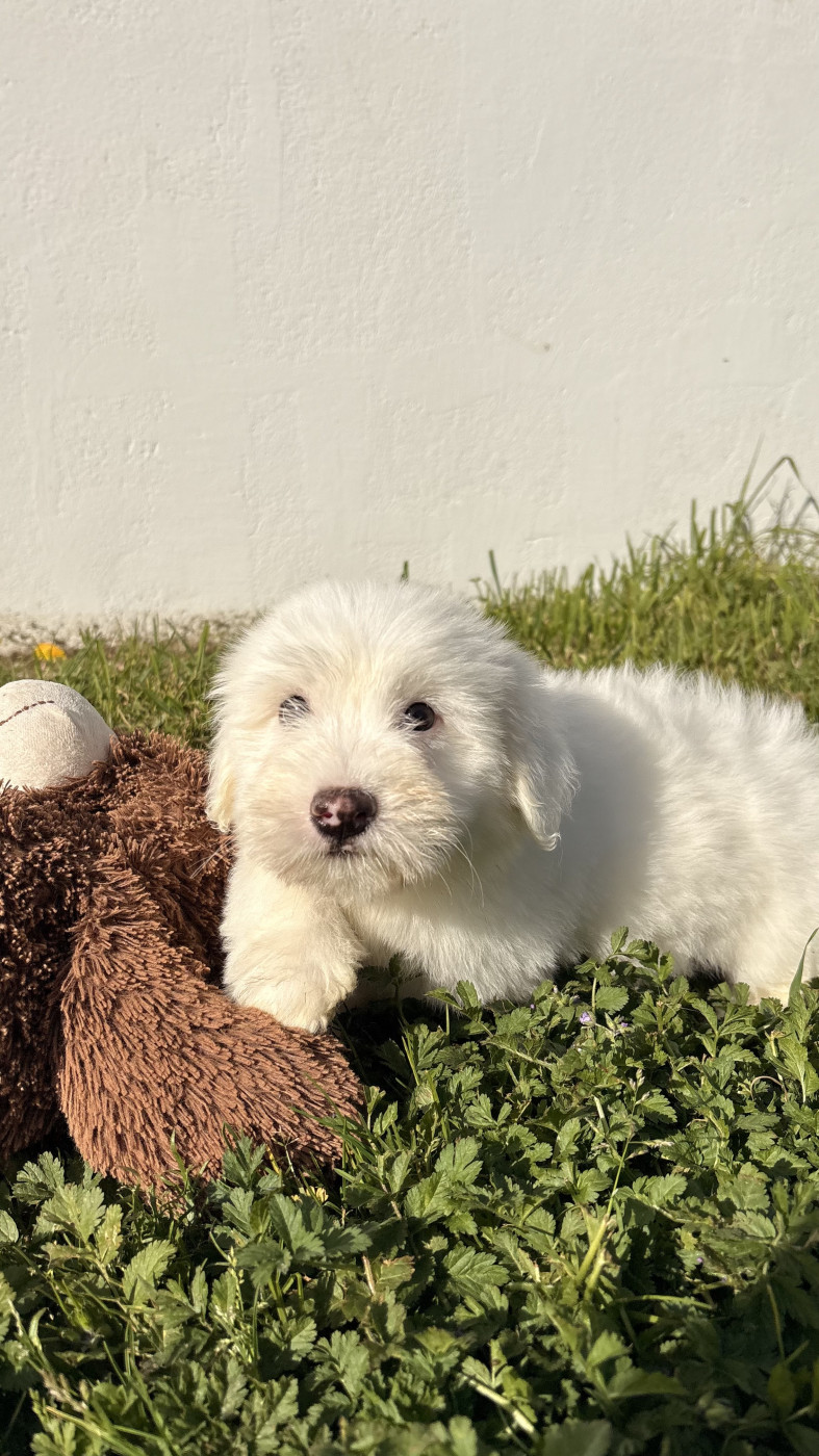 Des Trois G - Chiots disponibles - Coton de Tulear