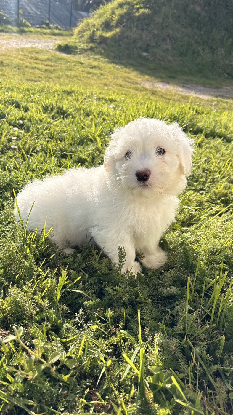 Des Trois G - Chiots disponibles - Coton de Tulear