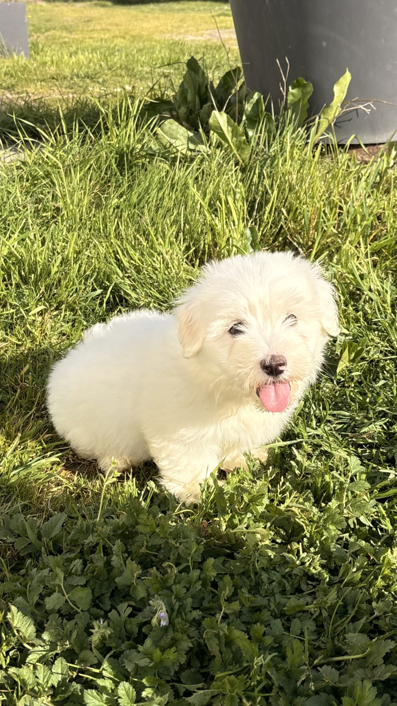 Des Trois G - Chiots disponibles - Coton de Tulear