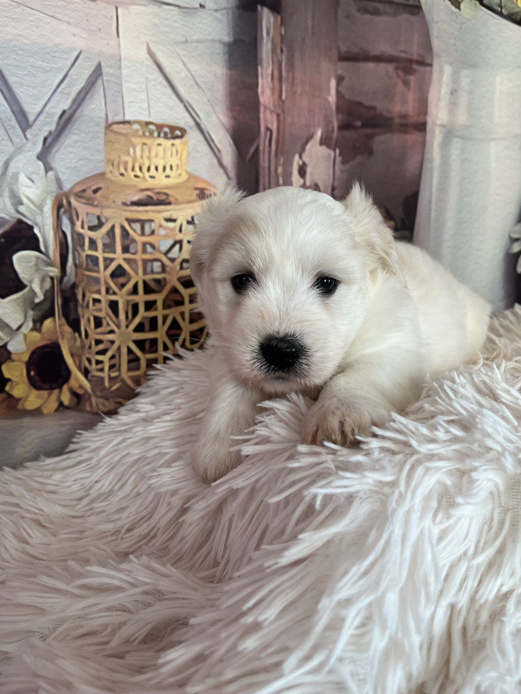 Des Trois G - Chiots disponibles - Coton de Tulear