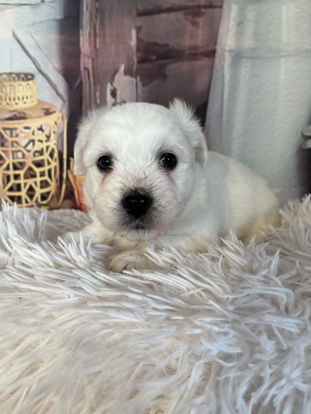 Des Trois G - Chiots disponibles - Coton de Tulear