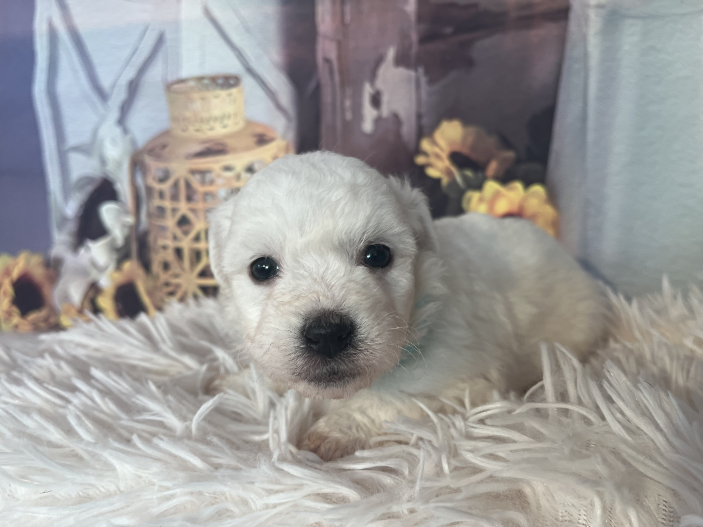 Des Trois G - Chiots disponibles - Coton de Tulear