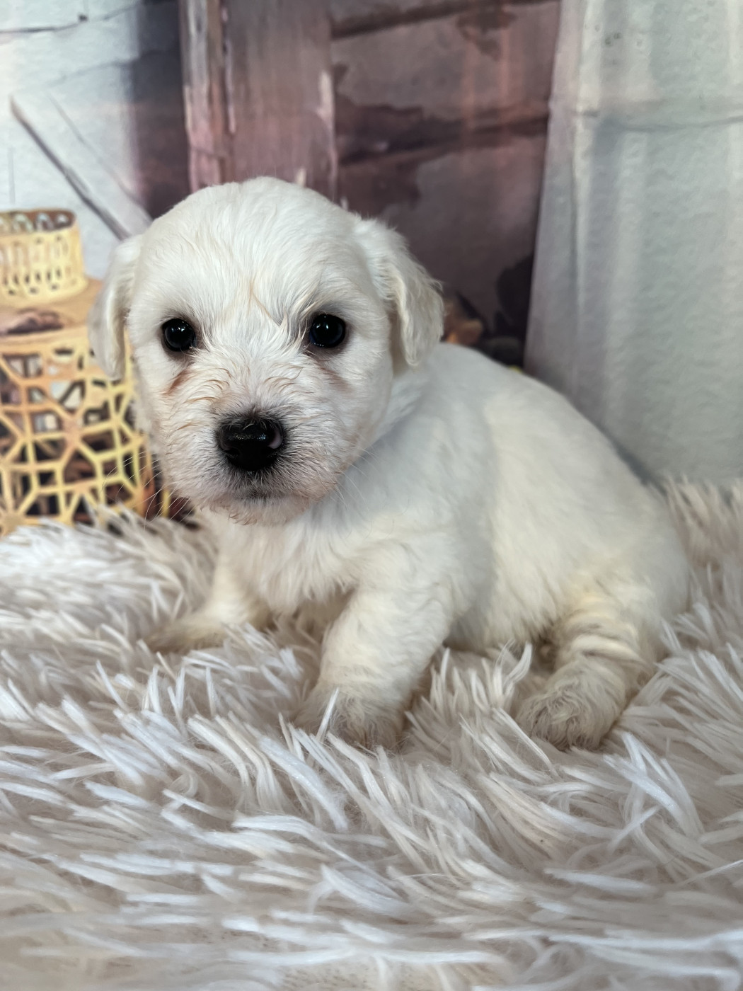 Des Trois G - Chiots disponibles - Coton de Tulear