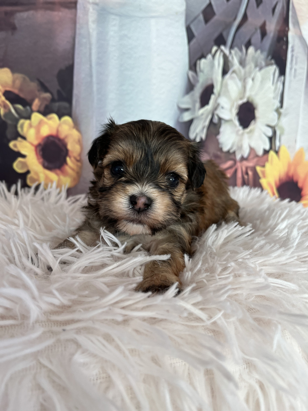 Des Trois G - Chiots disponibles - Bichon Havanais