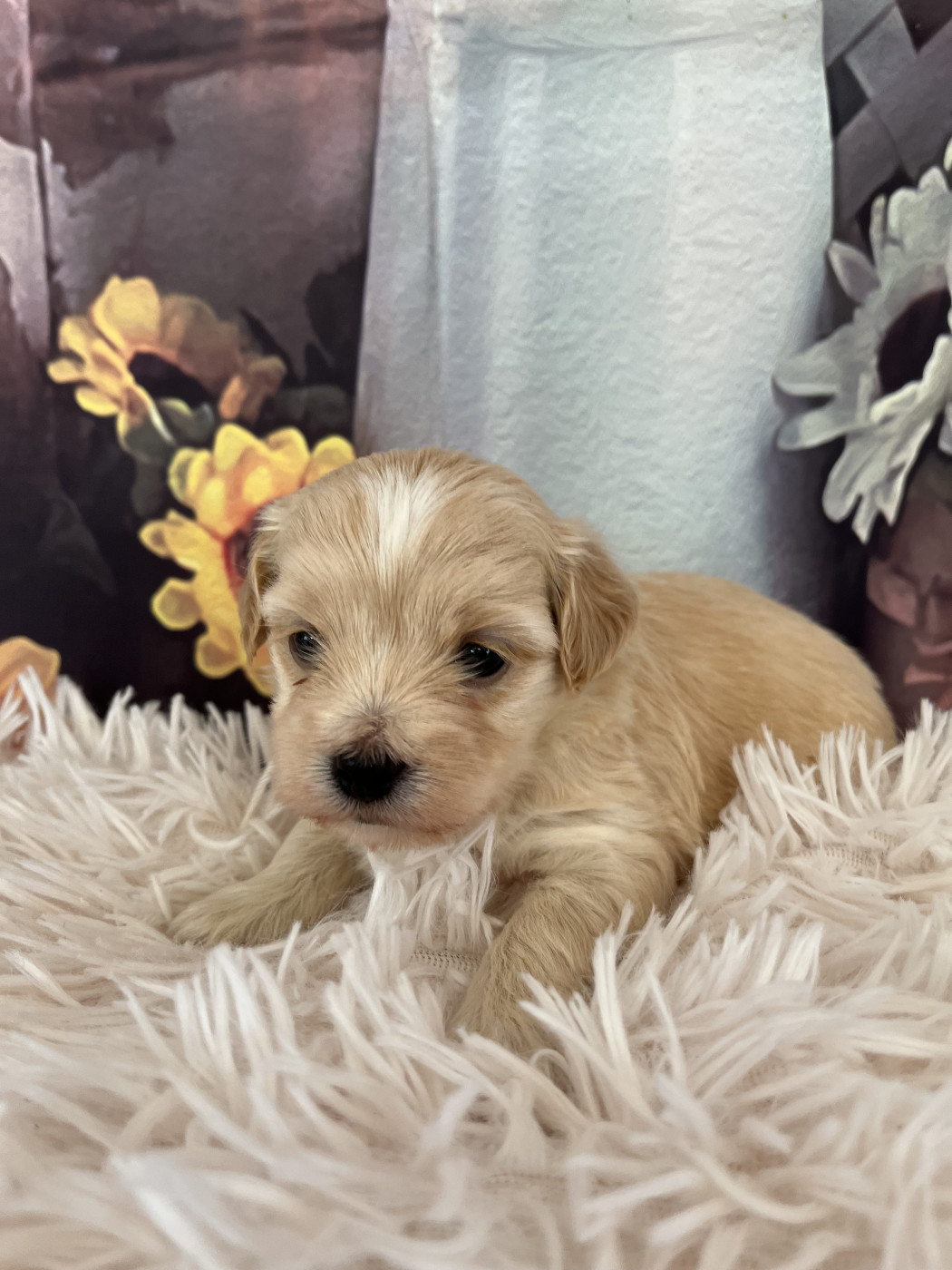 Des Trois G - Chiots disponibles - Bichon Havanais