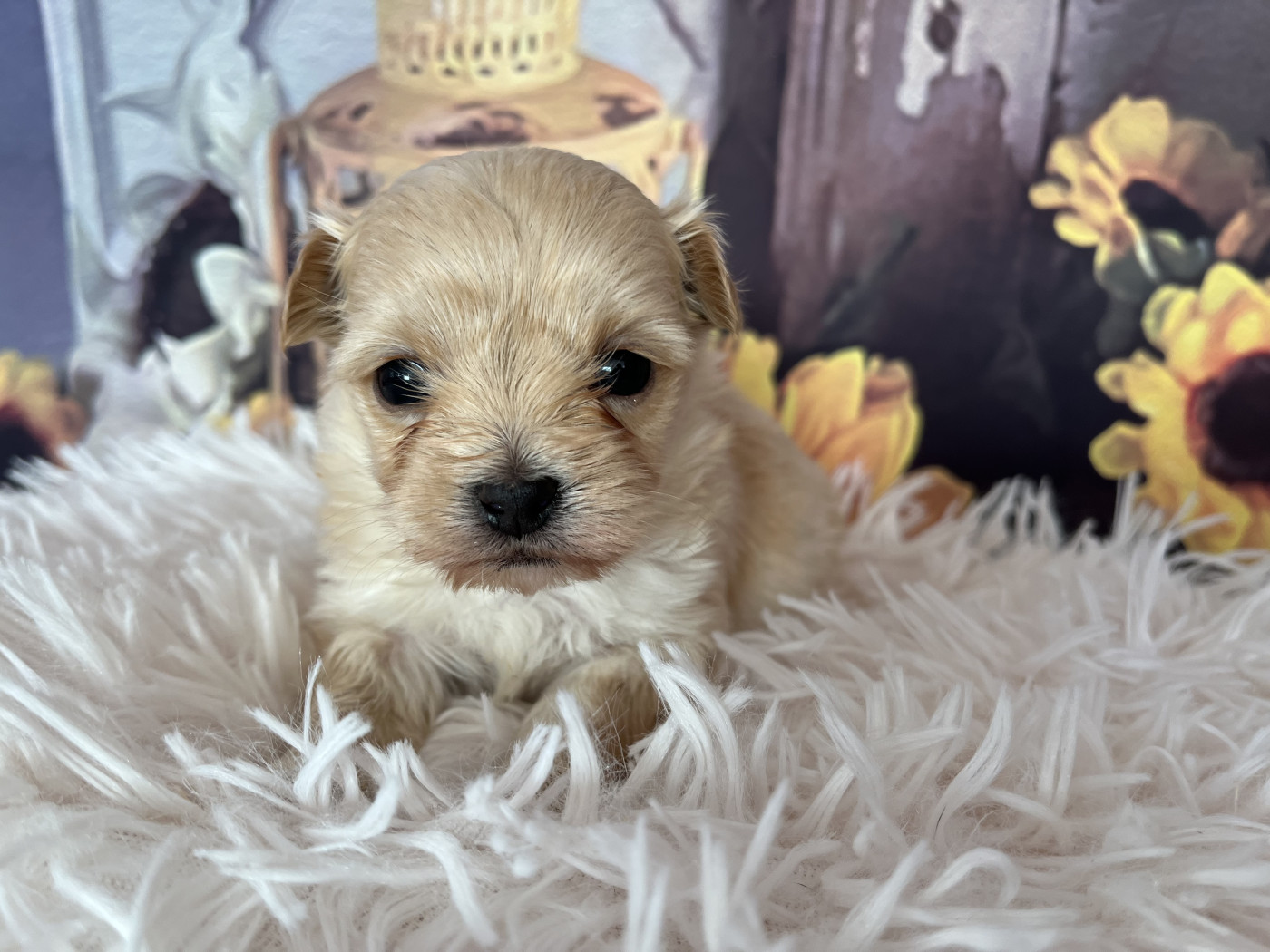 Des Trois G - Chiots disponibles - Bichon Havanais