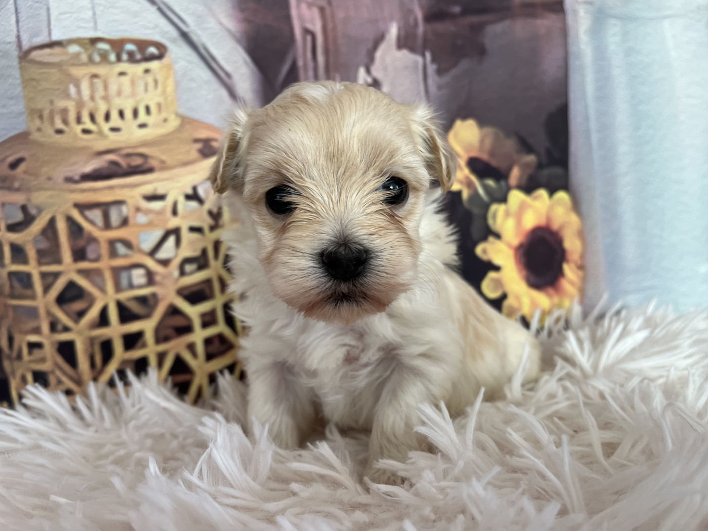 Des Trois G - Chiots disponibles - Bichon Havanais