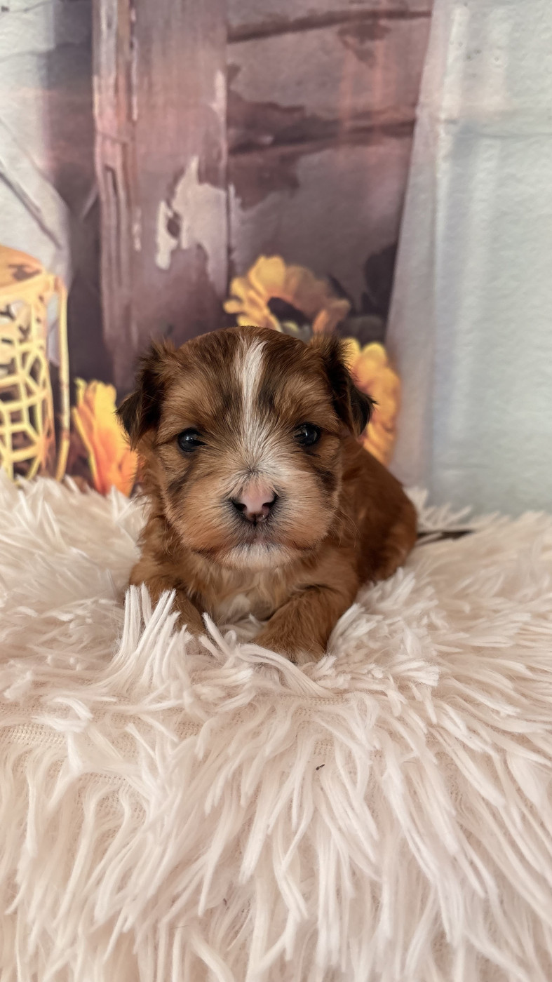 Des Trois G - Chiots disponibles - Bichon Havanais