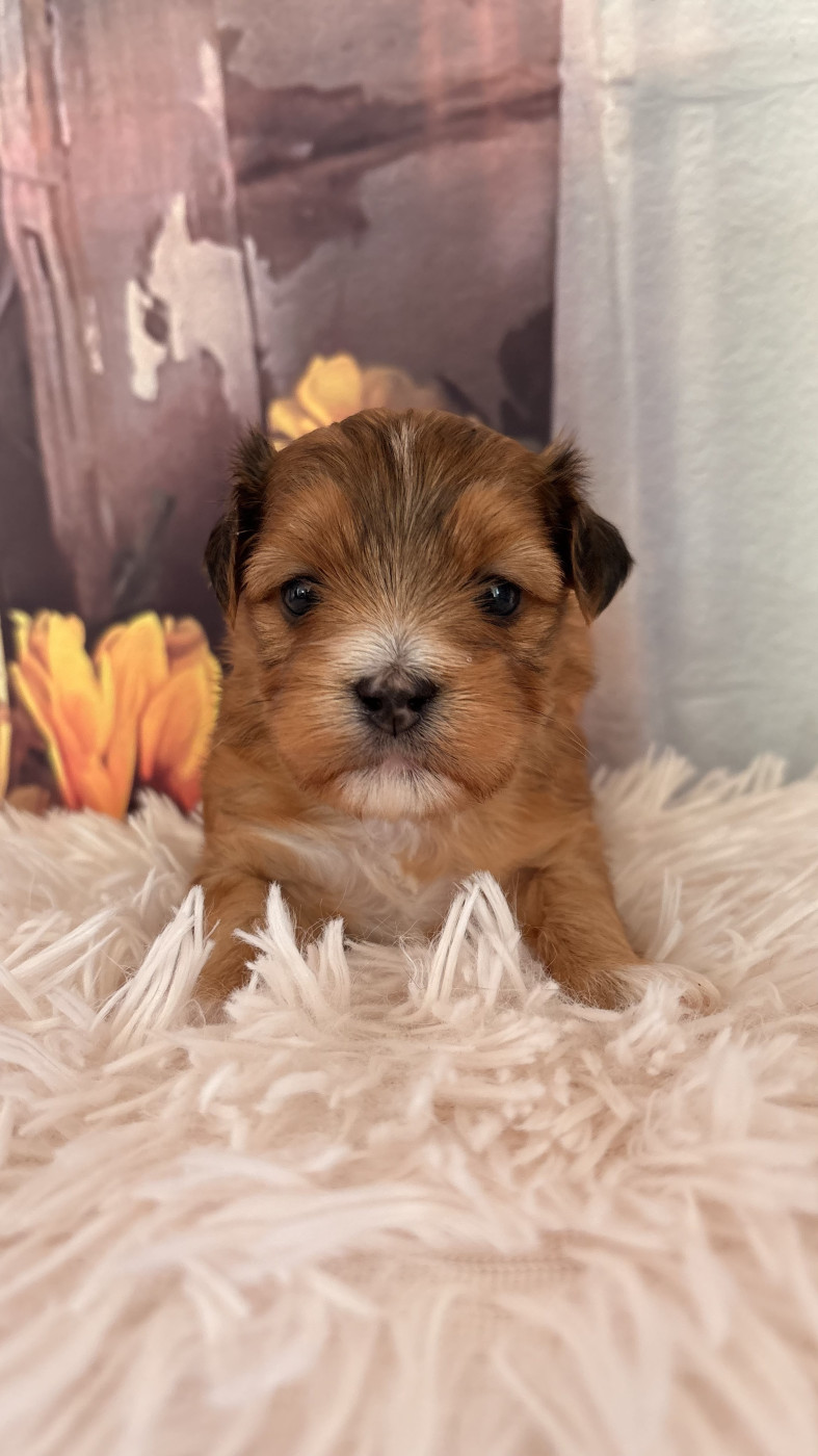 Des Trois G - Chiots disponibles - Bichon Havanais