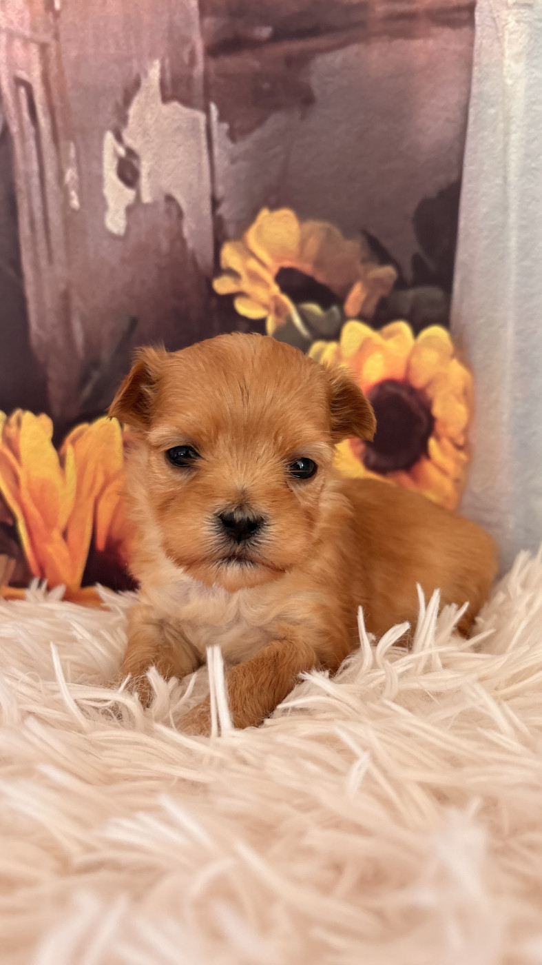 Des Trois G - Chiots disponibles - Bichon Havanais