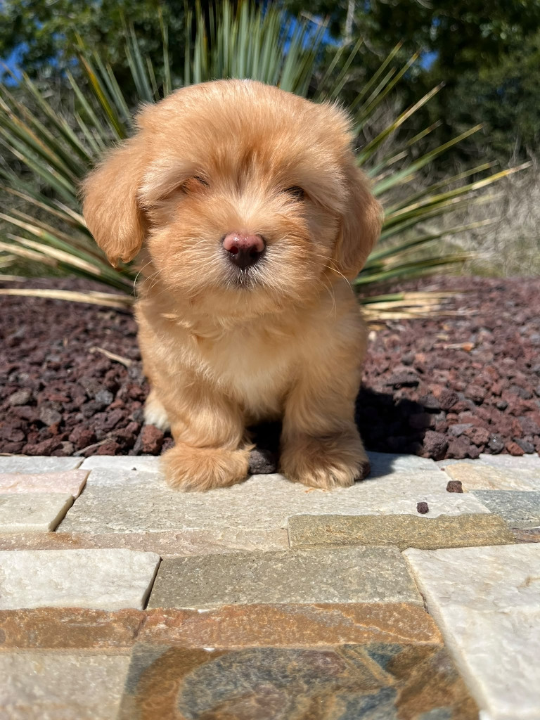 Des Trois G - Chiots disponibles - Bichon Havanais