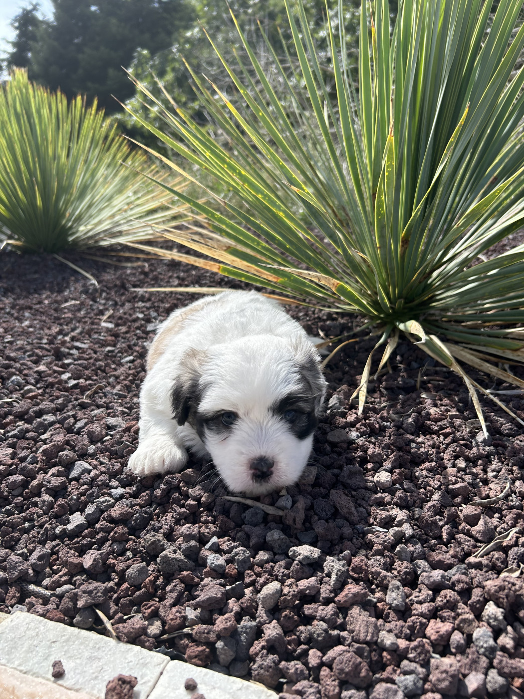 Des Trois G - Chiots disponibles - Coton de Tulear