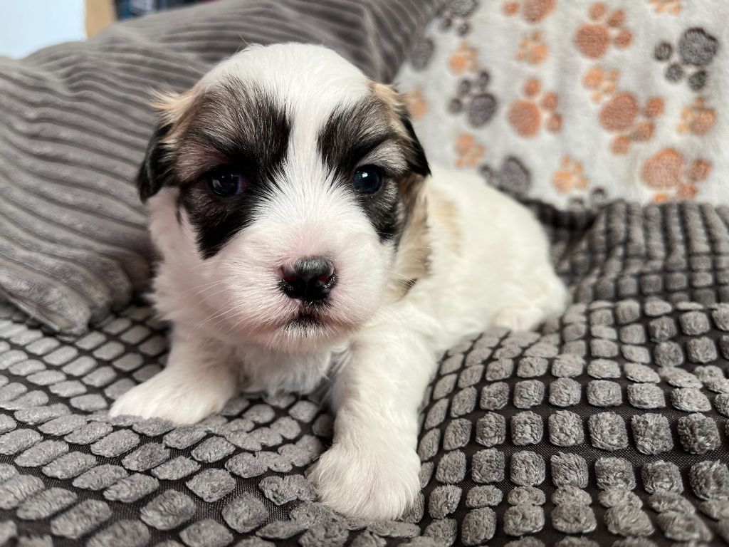 Des Trois G - Chiots disponibles - Coton de Tulear